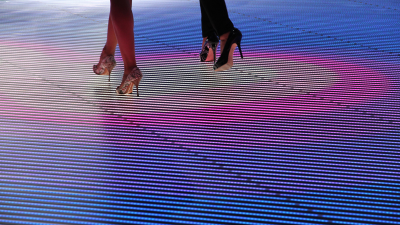 Chesapeake Bay Retriever